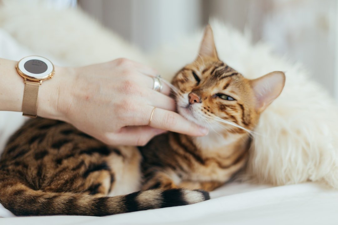 cat health examination