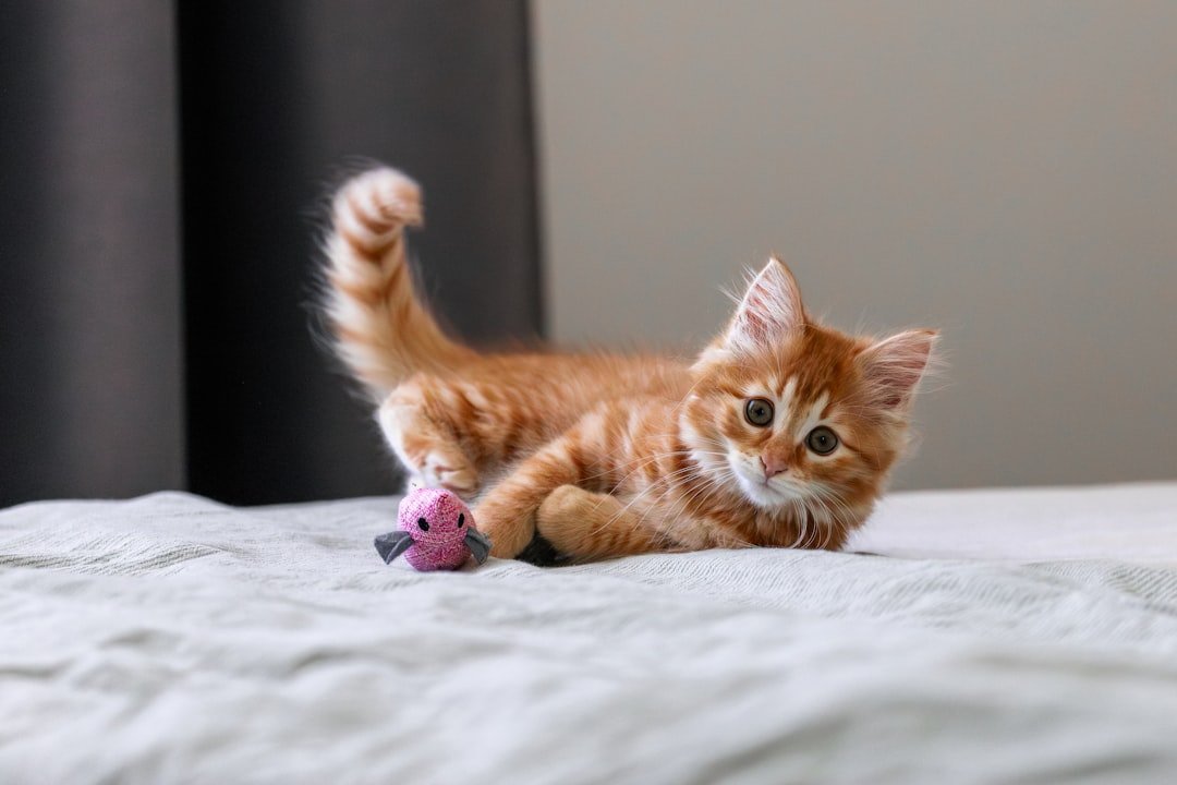 kitten with toys and supplies