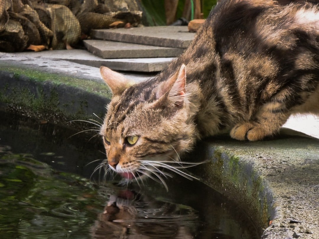 cat bathing in water