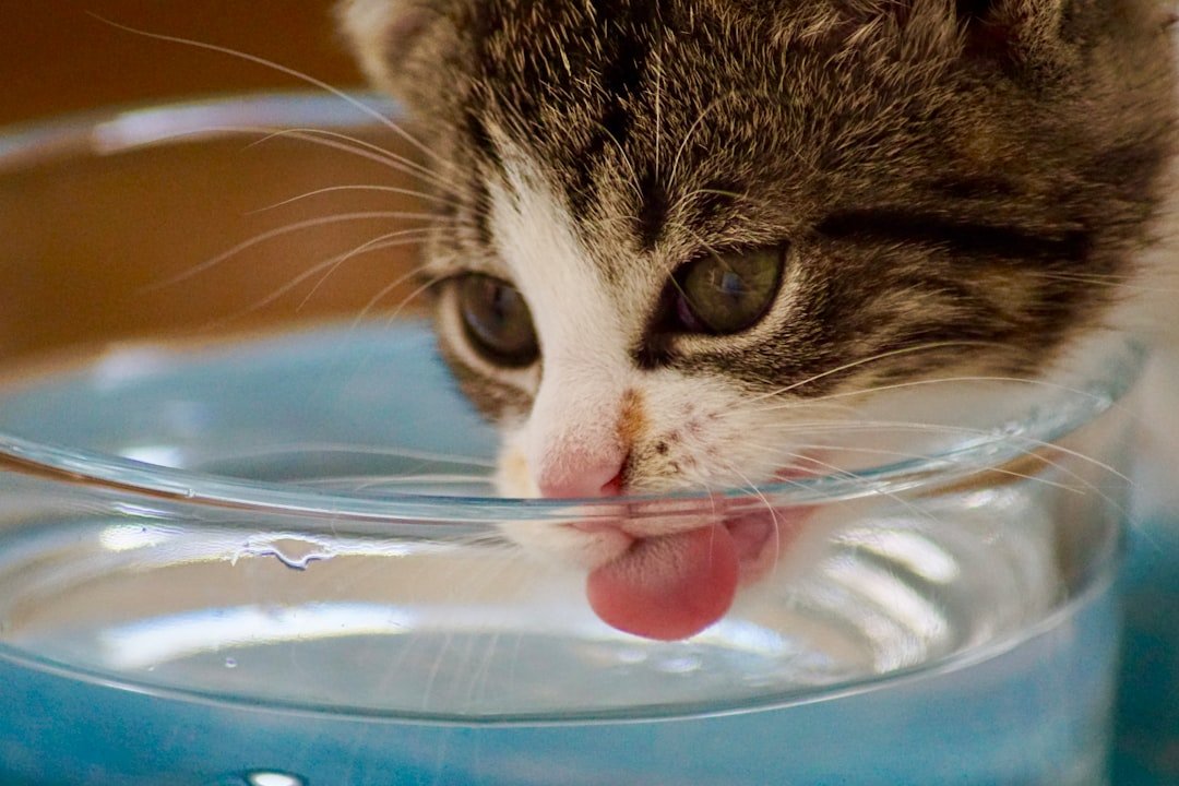 cat water bowl floor