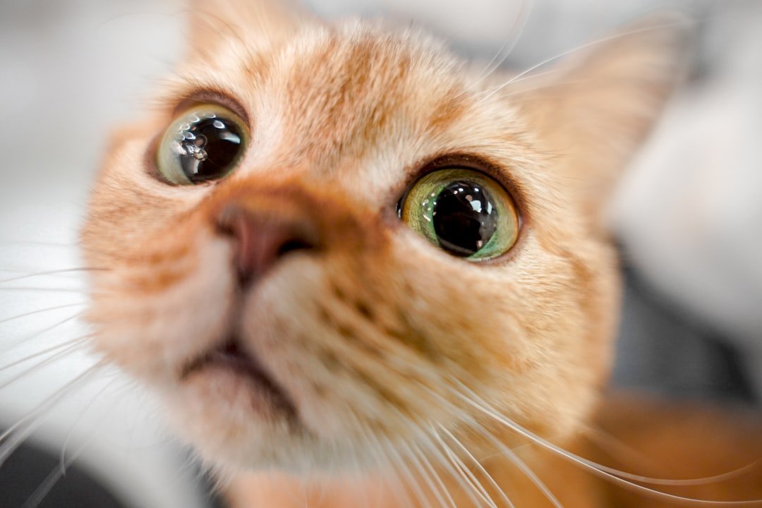 cat dilated pupils