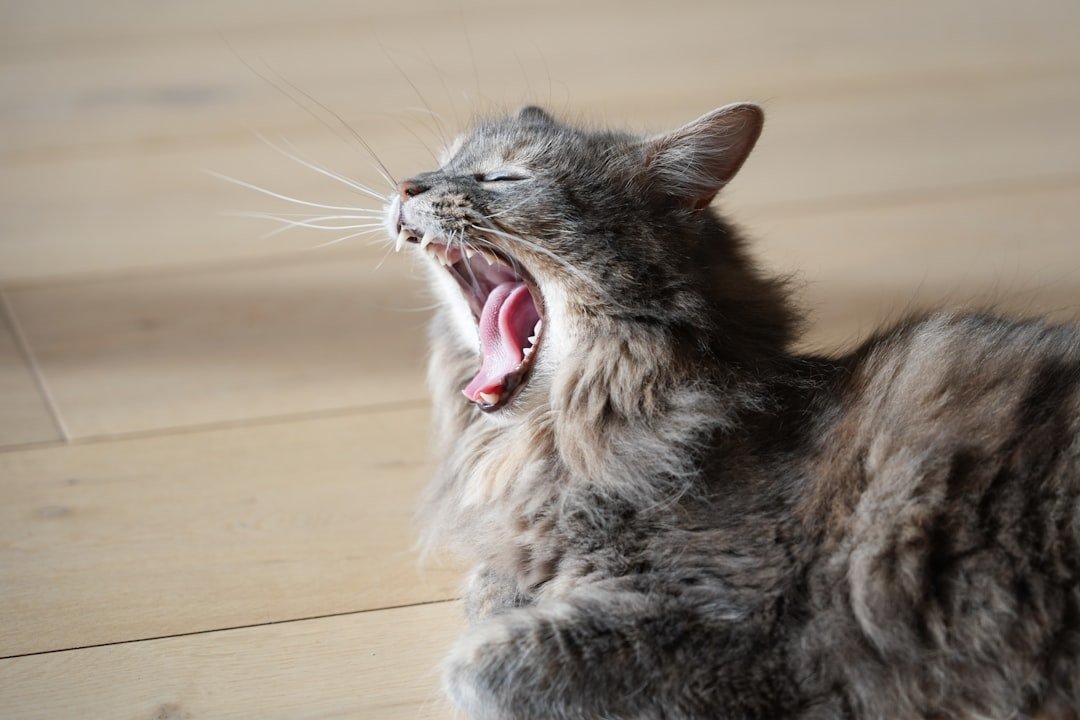 cat sneezing indoors