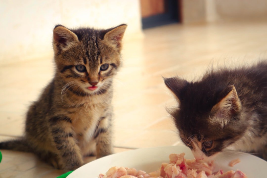 kitten eating food bowl