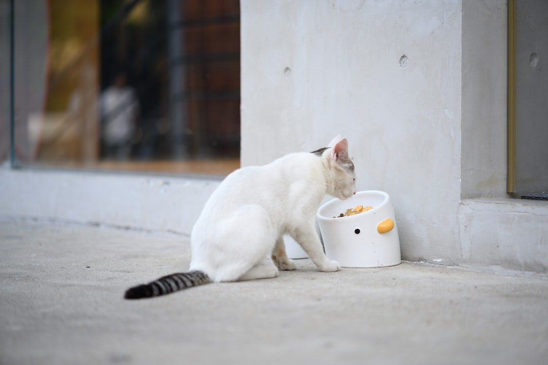 cat eating food bowl