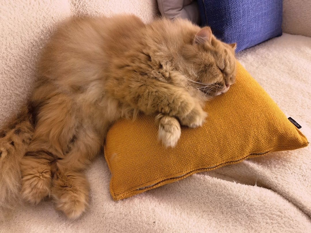cat sleeping pillow