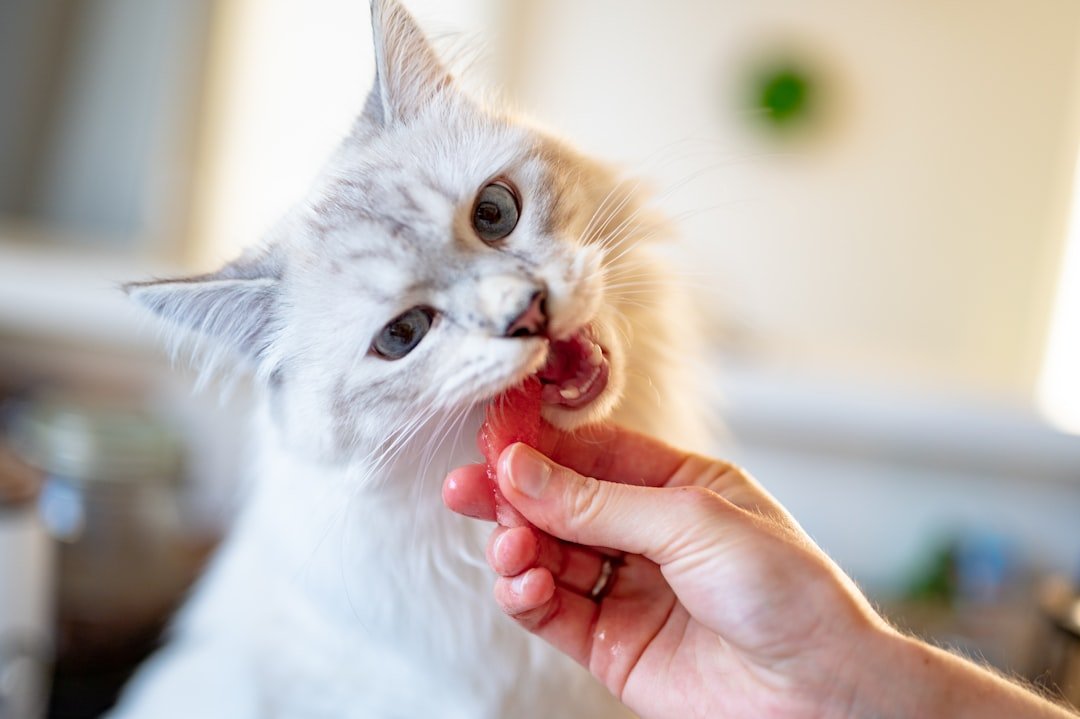 cat dental treats