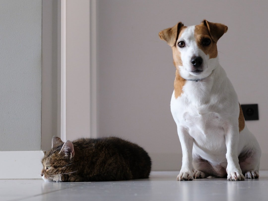 cat dog home introduction
