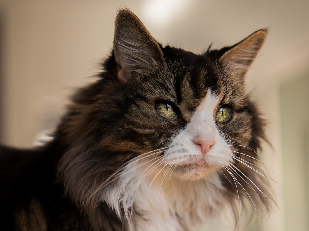 cat grooming brush long hair