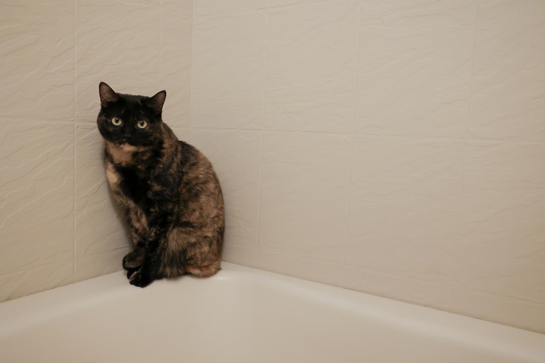cat sitting in bathroom