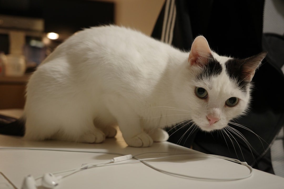 cat paw table