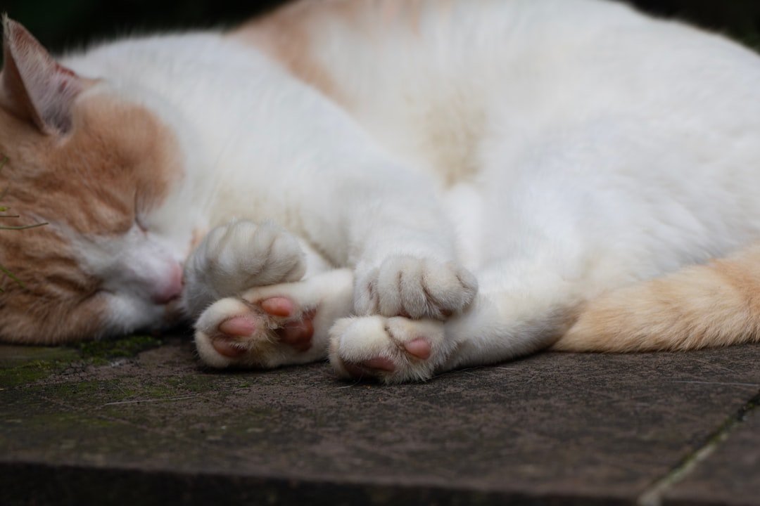 cat resting paw