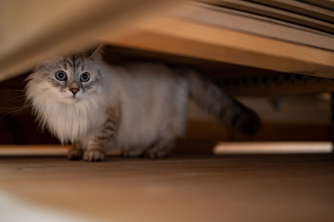 cat under bed