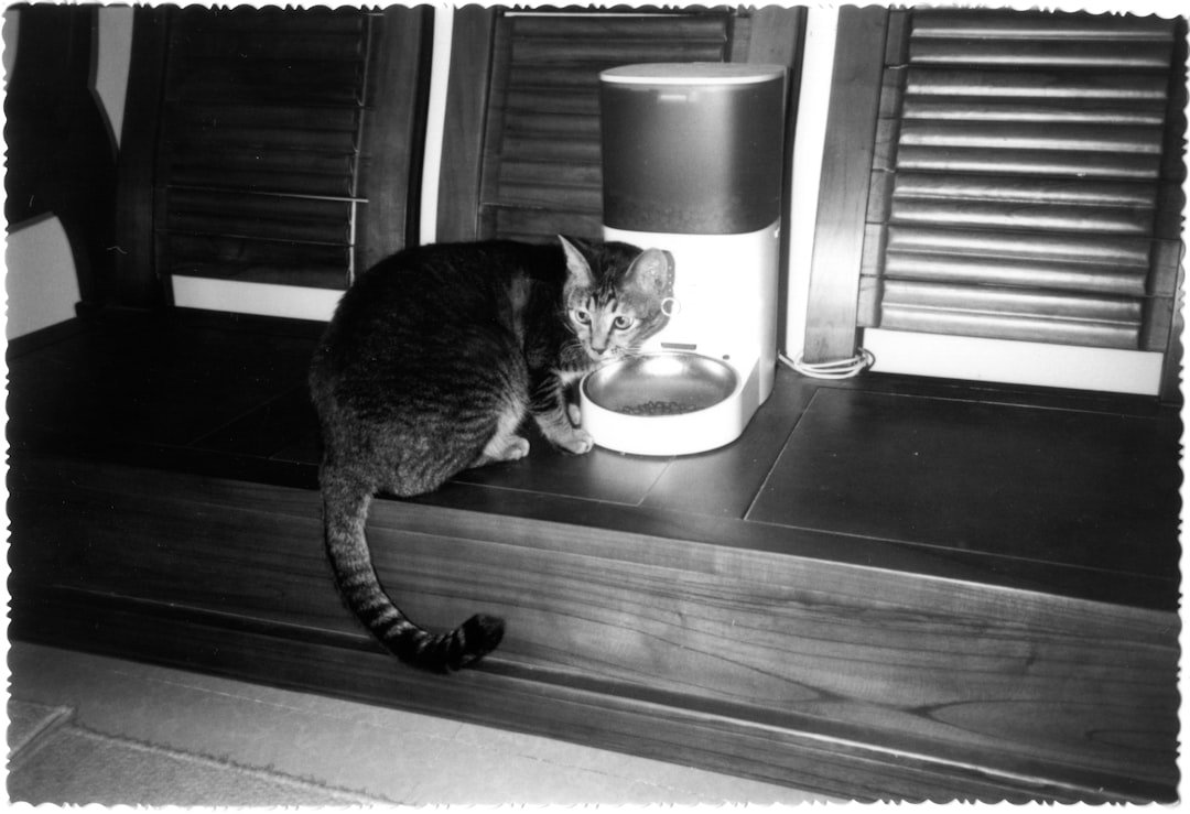 cat automatic feeder bowl