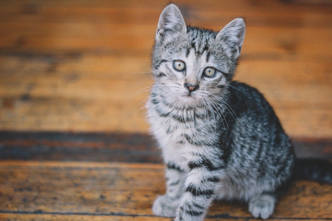 kitten supplies on floor