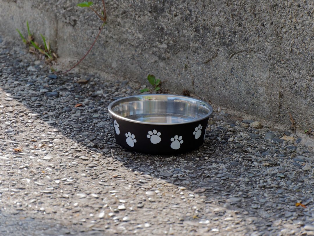 cat water bowl