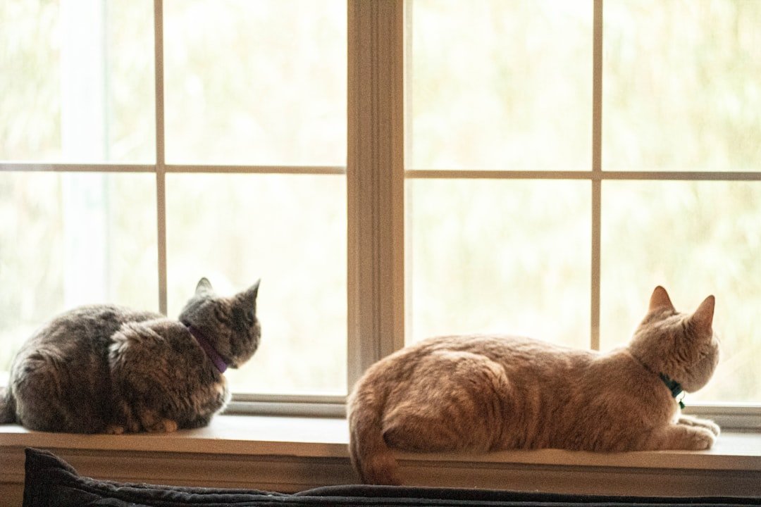 cat window perch sunlight
