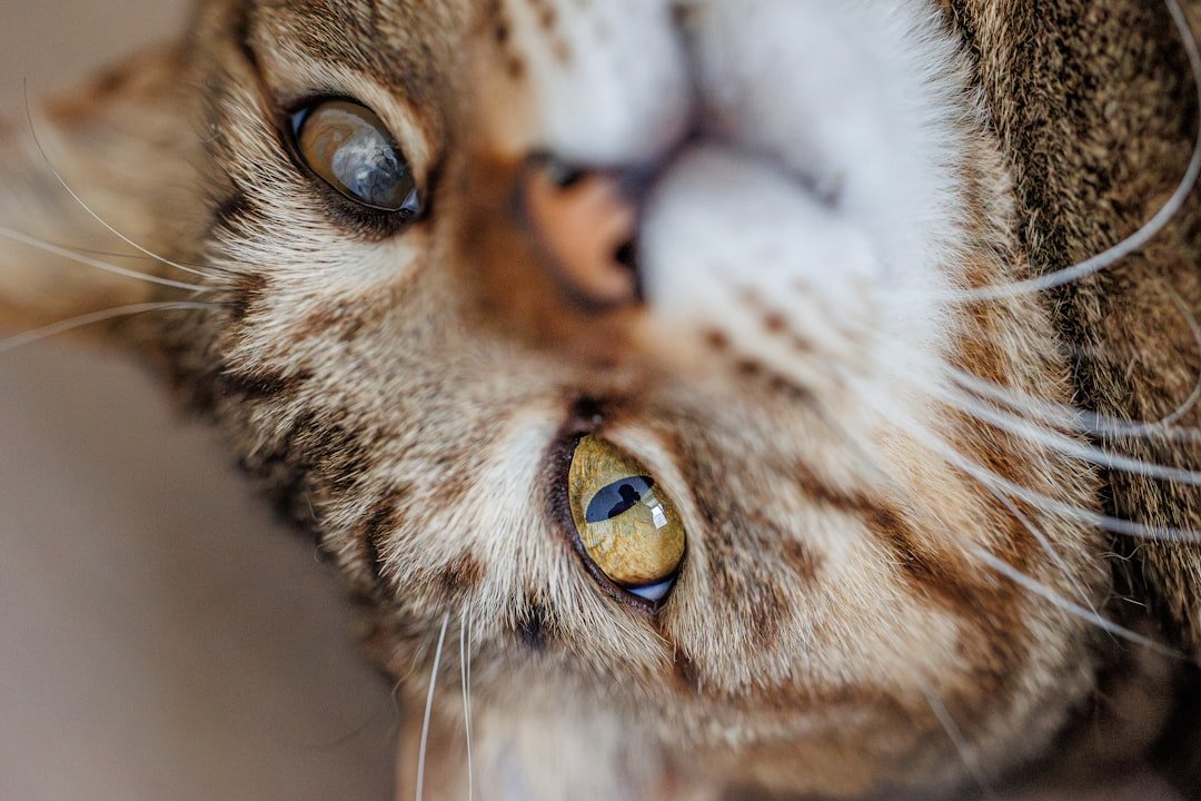 cat eye cleaning