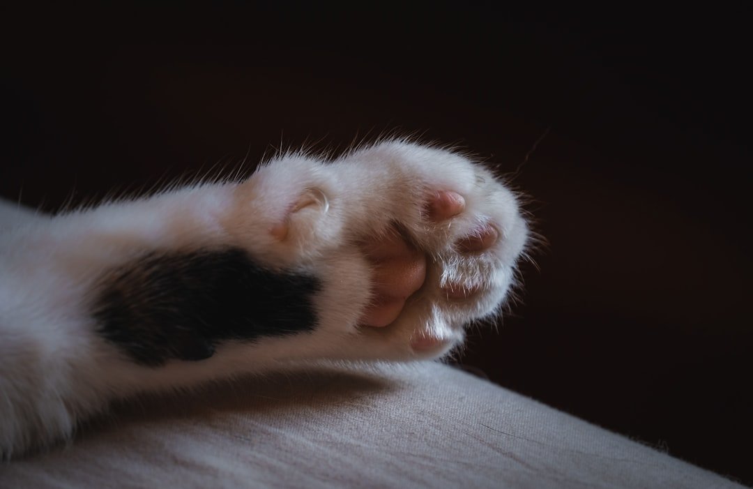 cat paw nail trimming