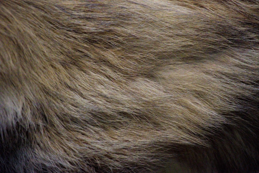 cat skin texture close up