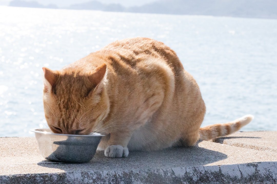 cat eating from bowl healthy diet