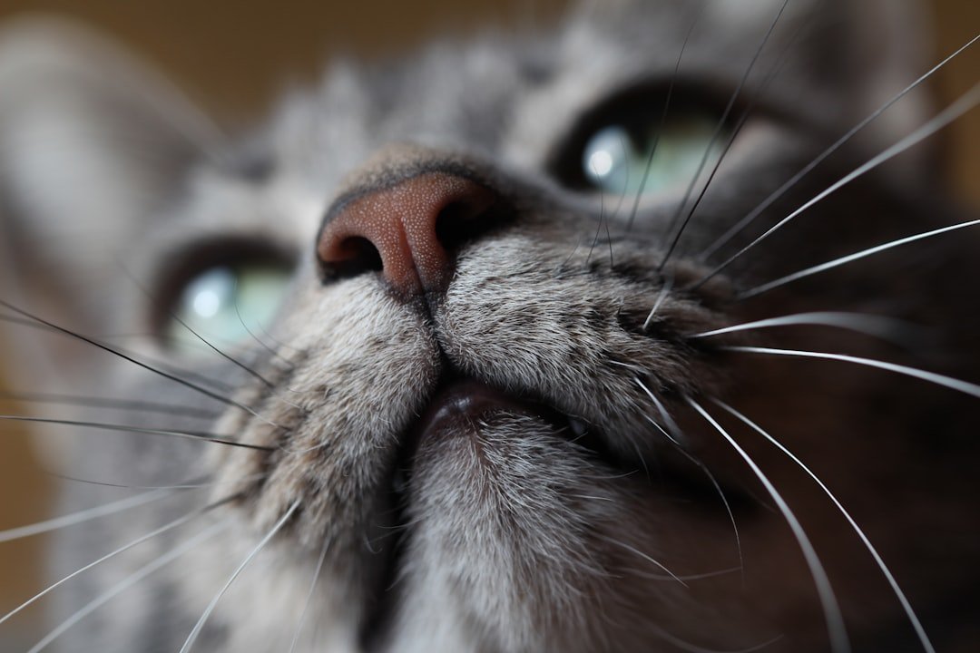cat whiskers closeup