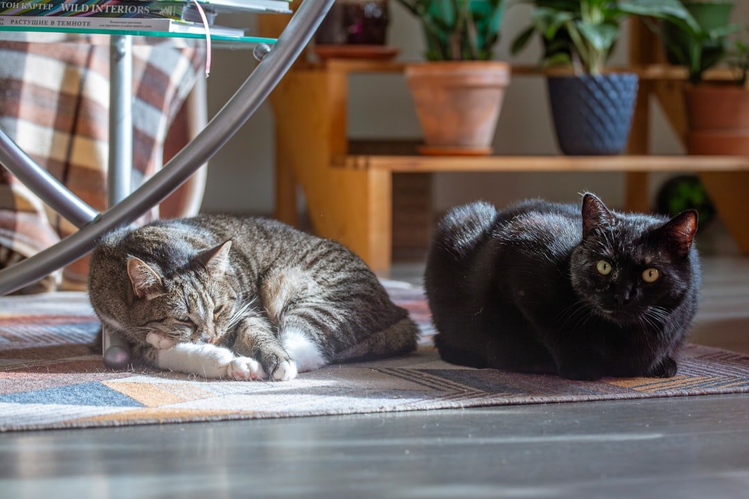 multiple cats relaxing home
