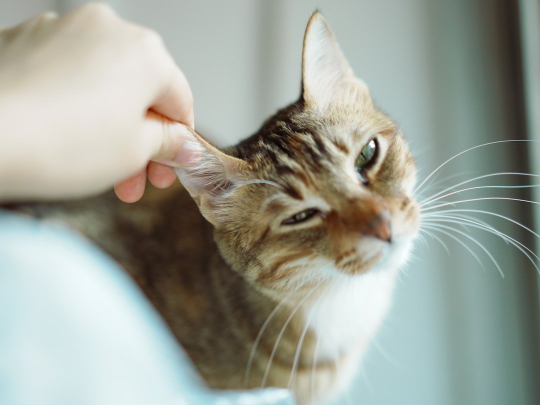 cat ear cleaning