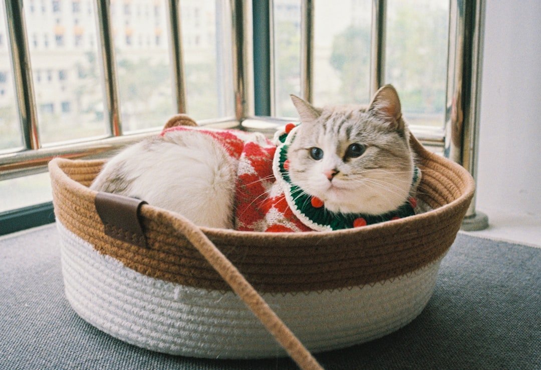 cat carrier home