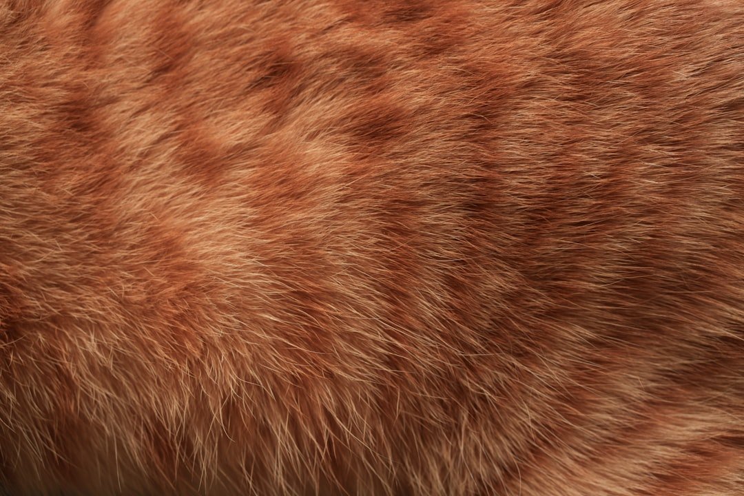 cat scratching fur closeup