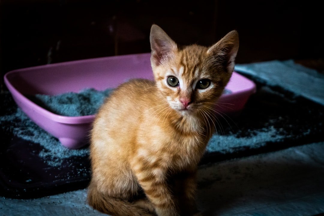 kitten litter training