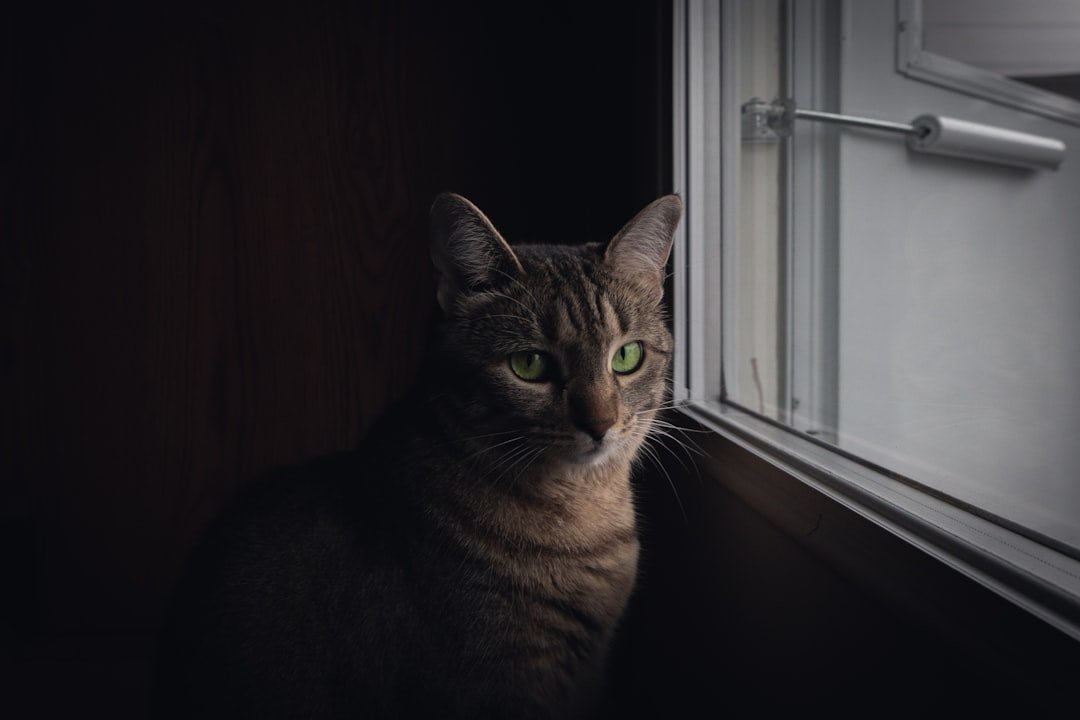 cat nighttime window