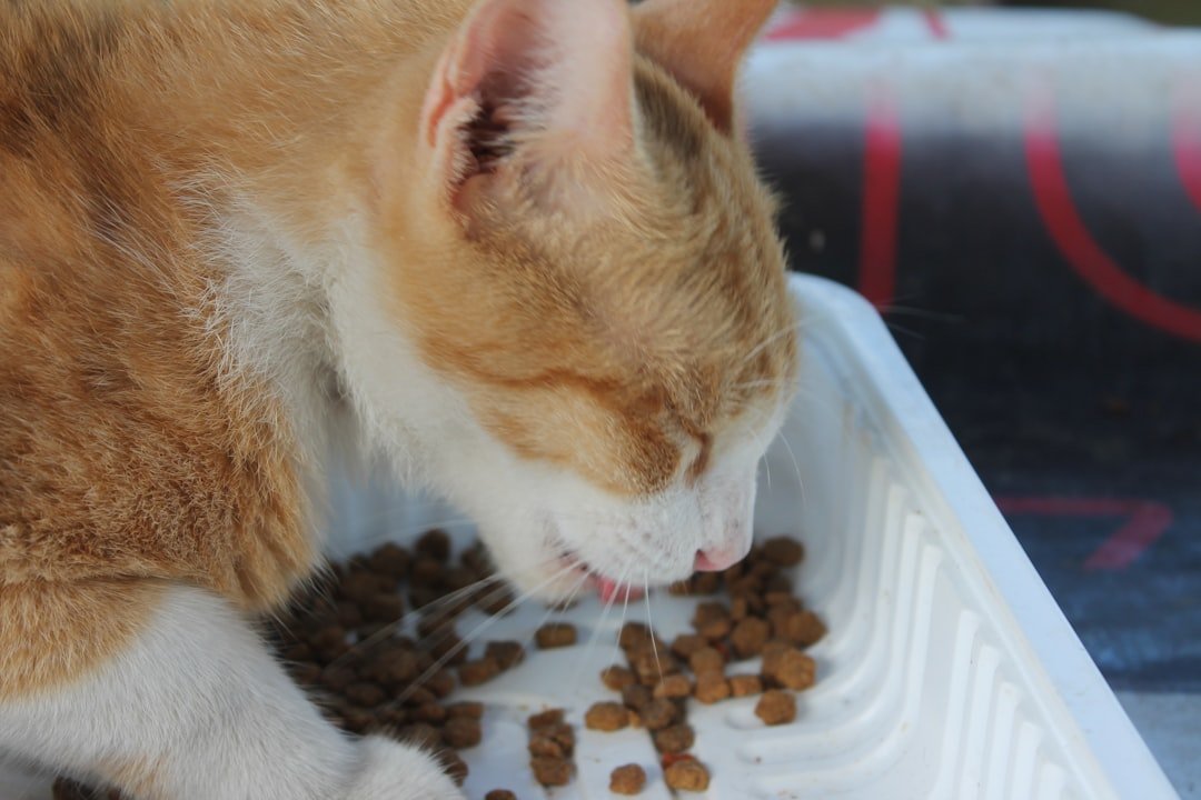 cat eating fiber food bowl