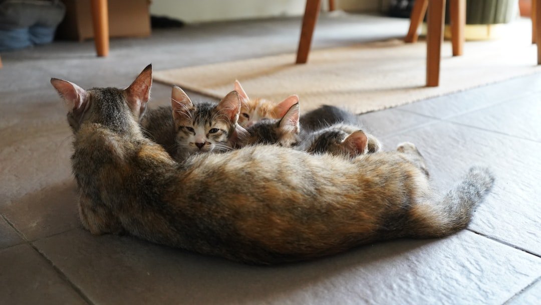 mother cat kittens