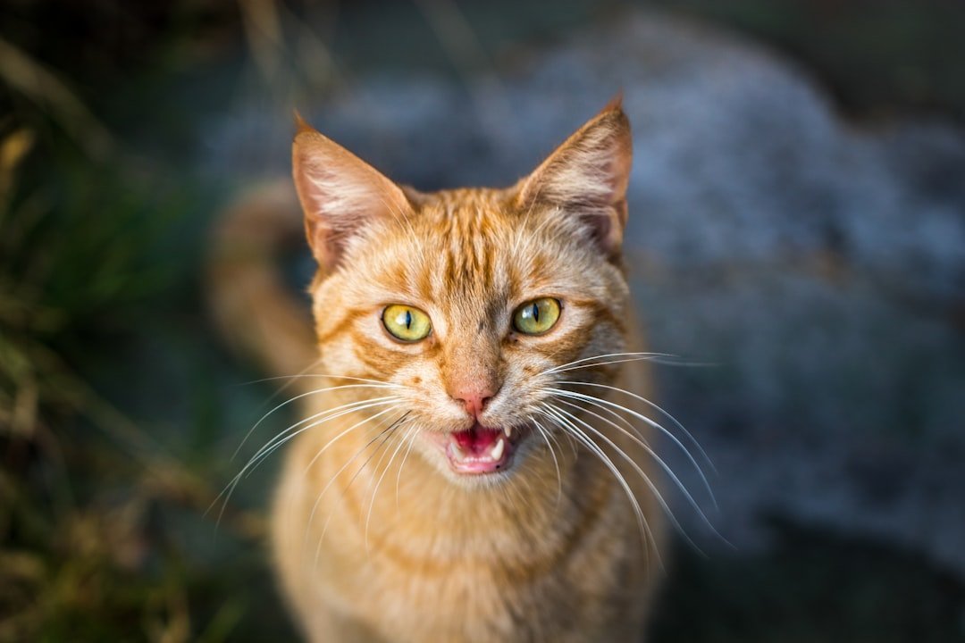 vocal tabby cat