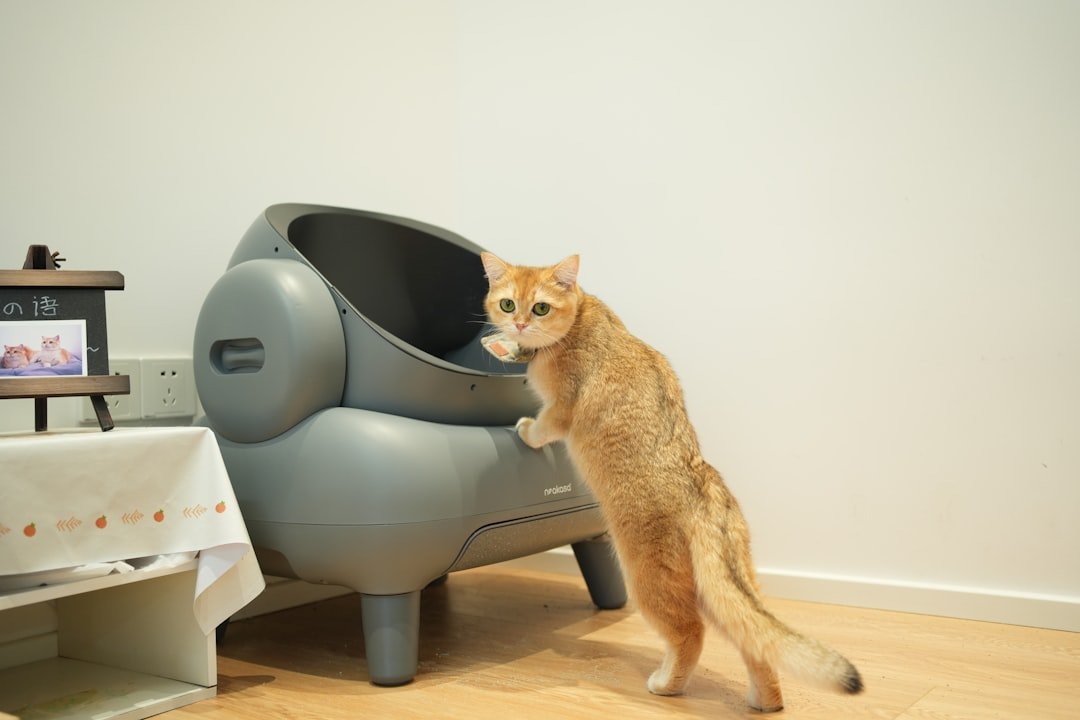 cat litter box