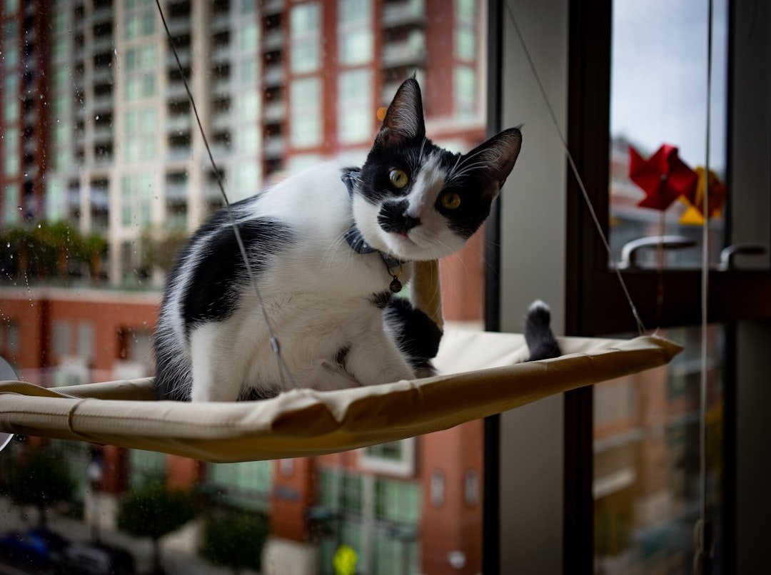 indoor cat window perch
