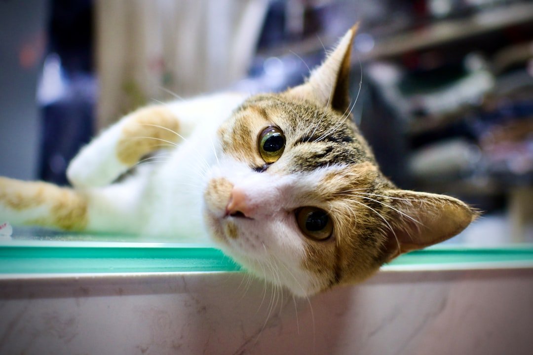 cat veterinary examination table