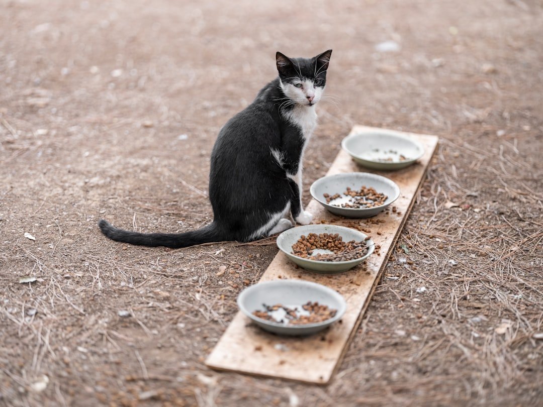 cat food bowls