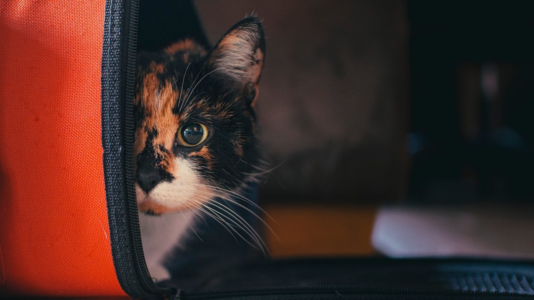 cat carrier car travel
