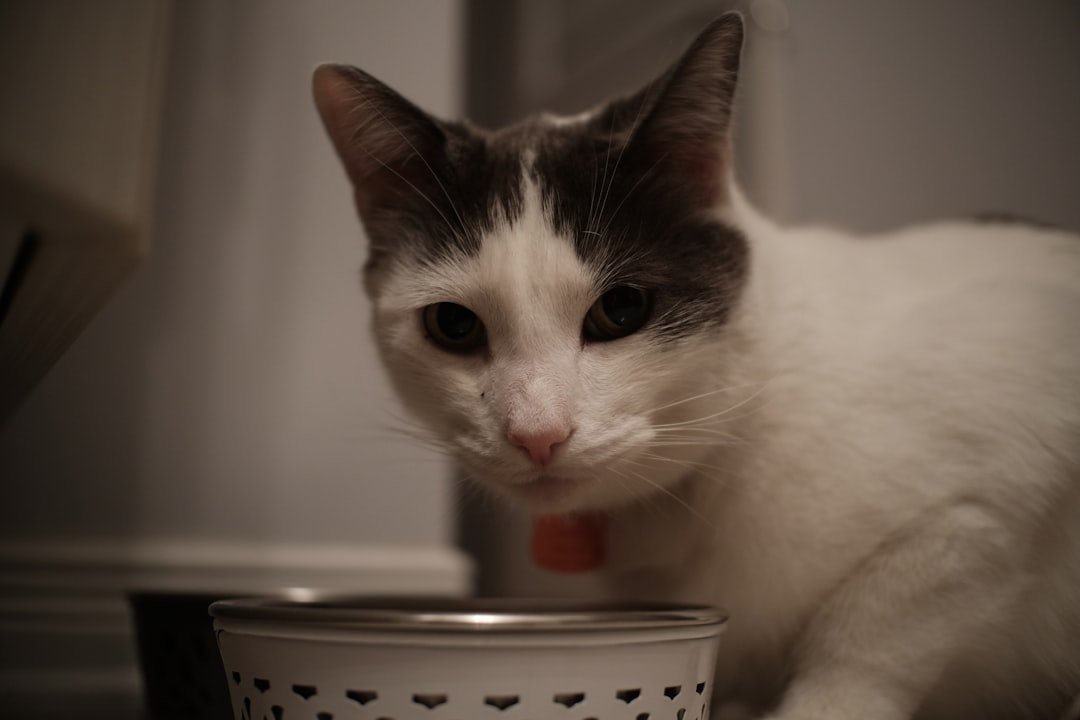 cat food bowl