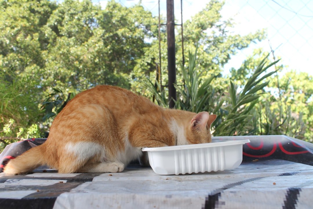 cat eating wet food bowl