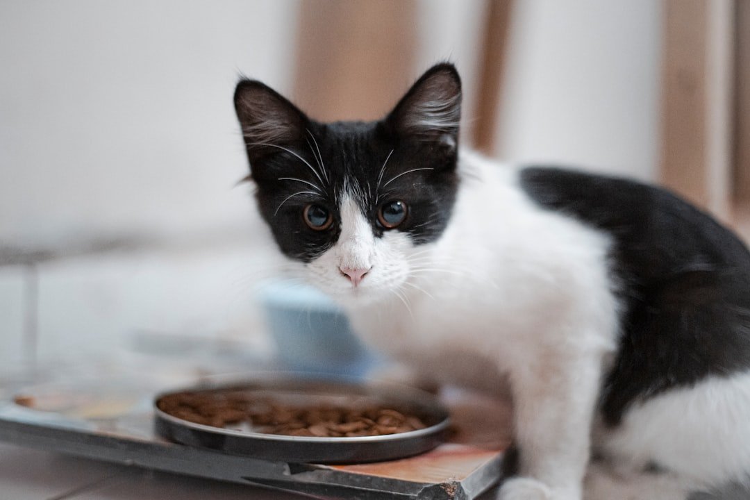 cat eating wet food