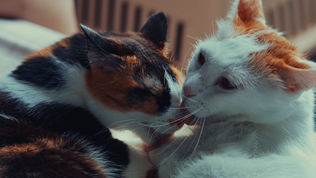 cat rubbing head affection