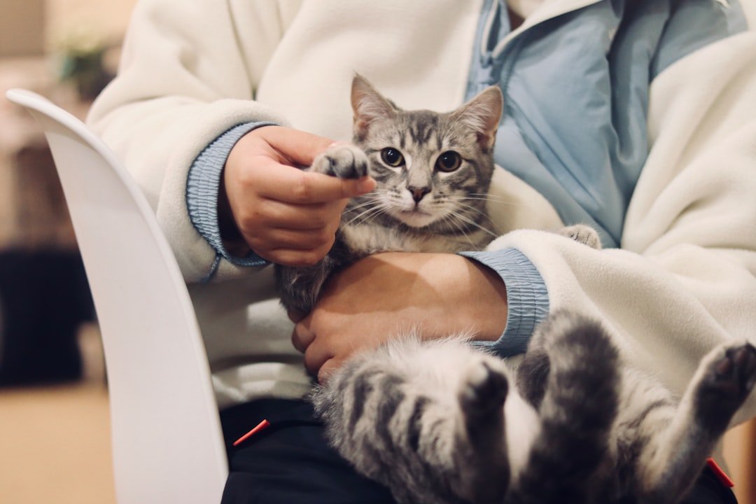 sick cat veterinary examination