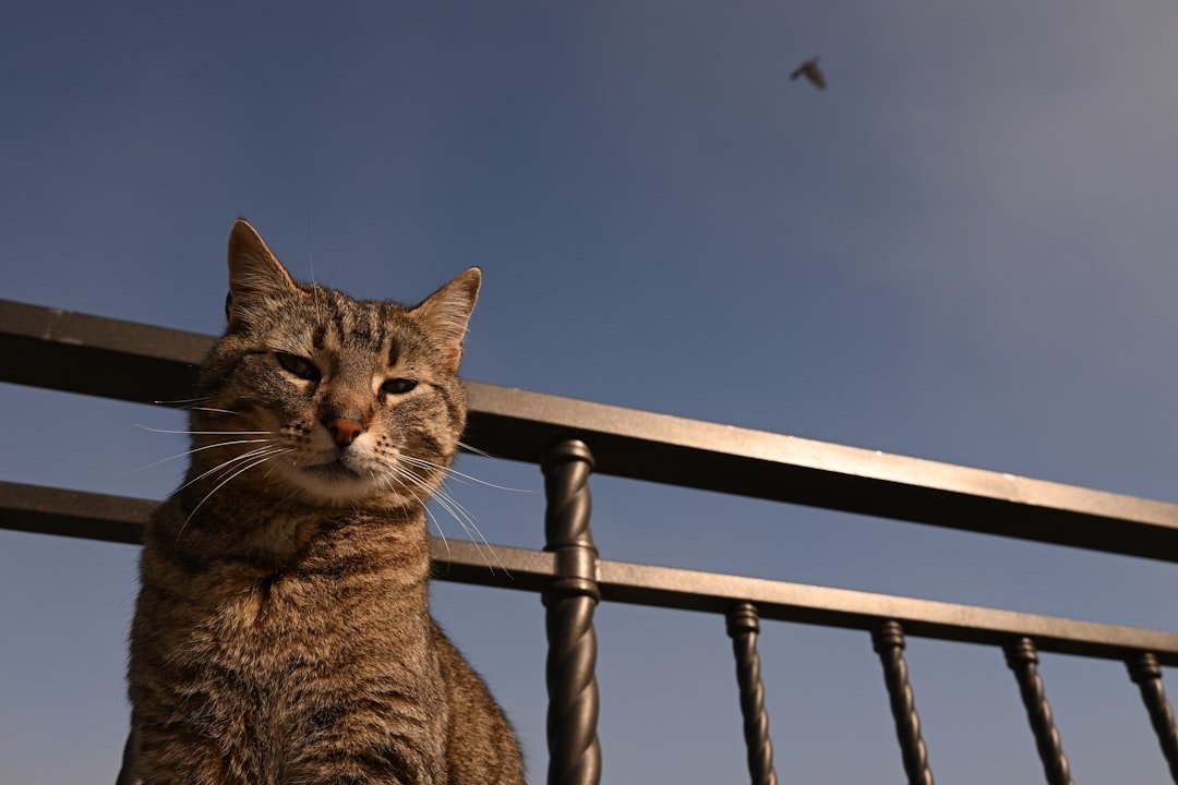 cat watching birds