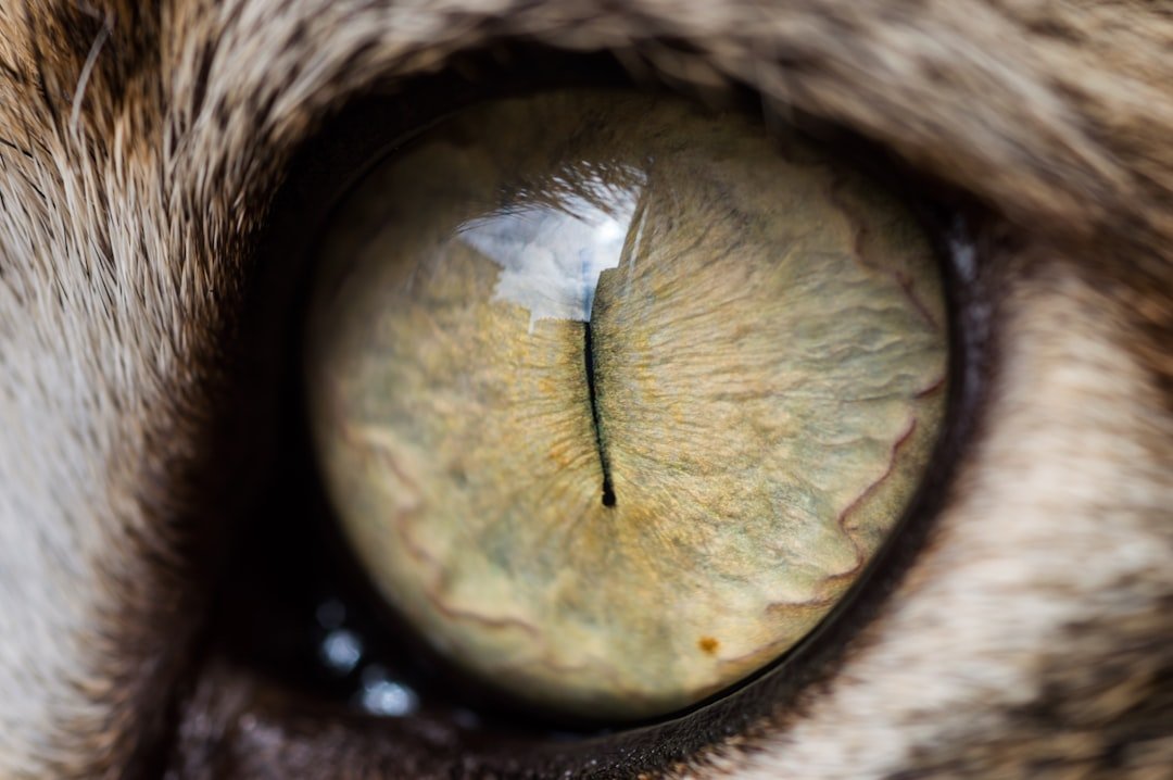 cat eye close up
