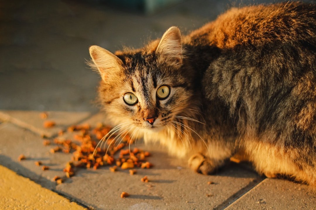 cat treats training rewards