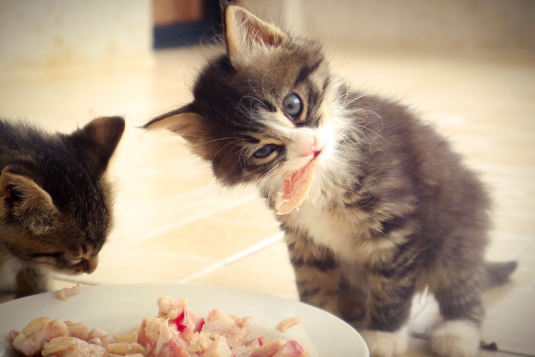 kitten eating food bowl