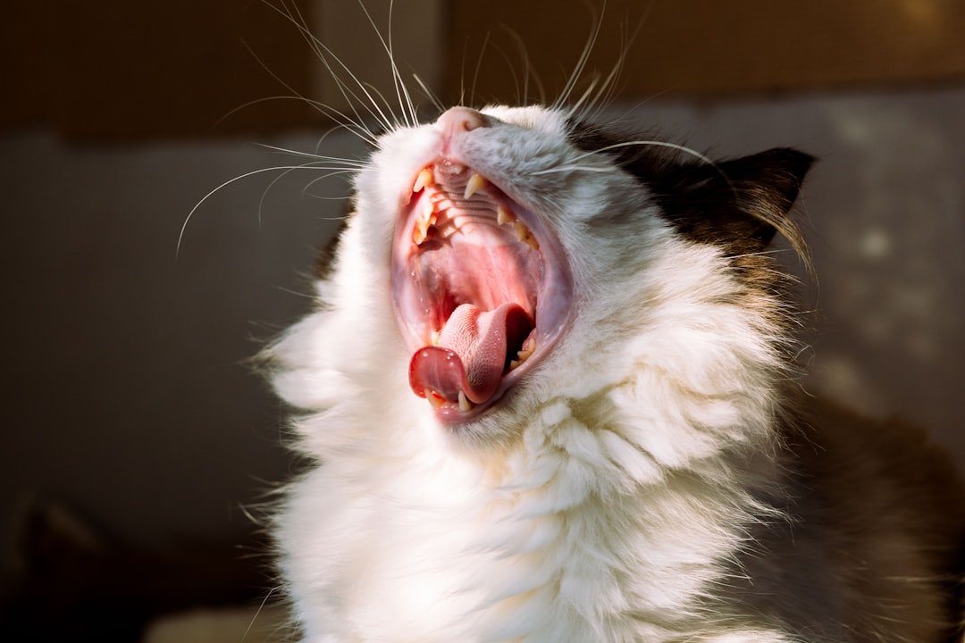 cat mouth dental care