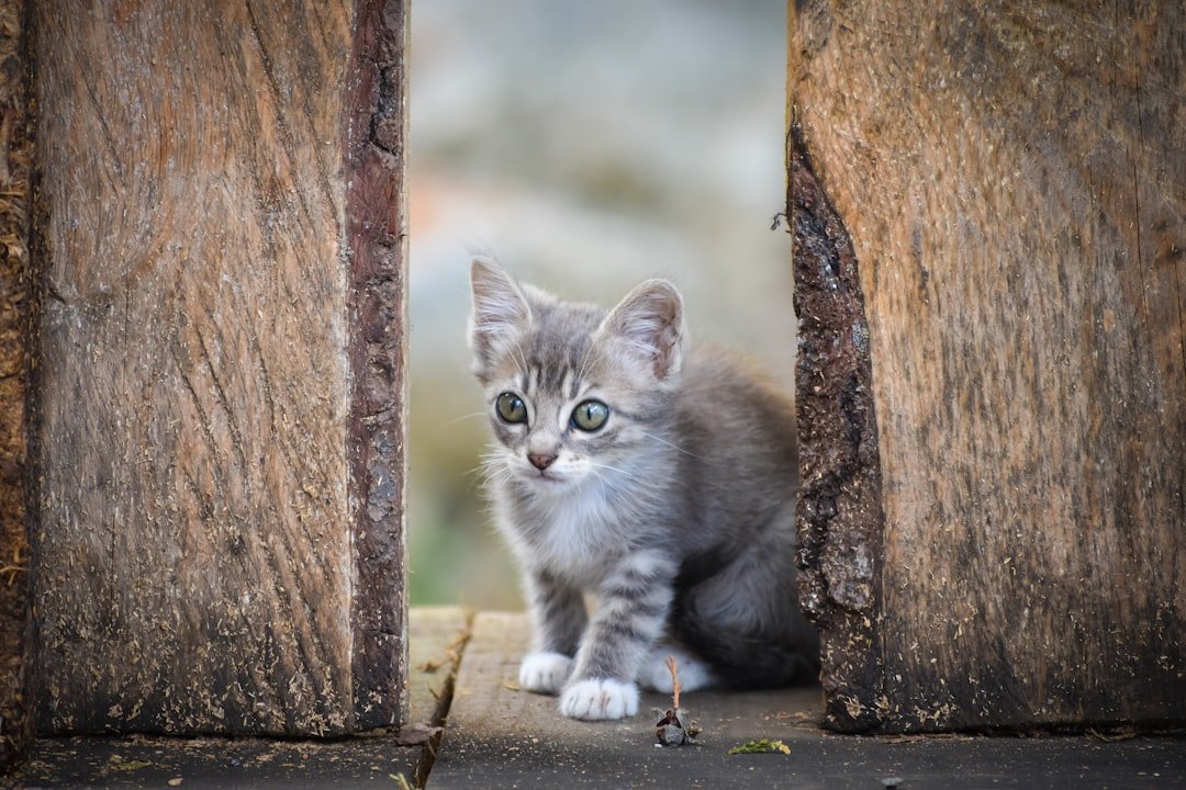 kitten baby gate